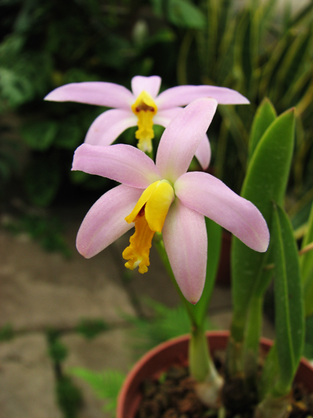 Laelia lucasiana.jpg