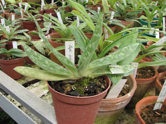 Paphiopedilum sukhakulii.jpg