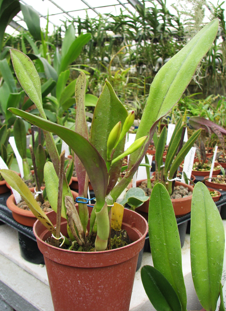 Potinara Love Tapestry 'Popular Song.jpg