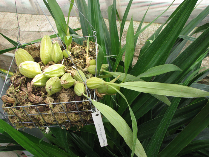 Coelogyne cristata 'maxima'.jpg