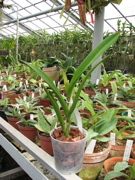 Brassolaelia Morning Glory 'Valentine Kiss'.jpg
