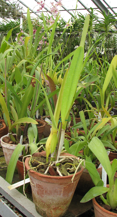 Laelia purpurata.jpg