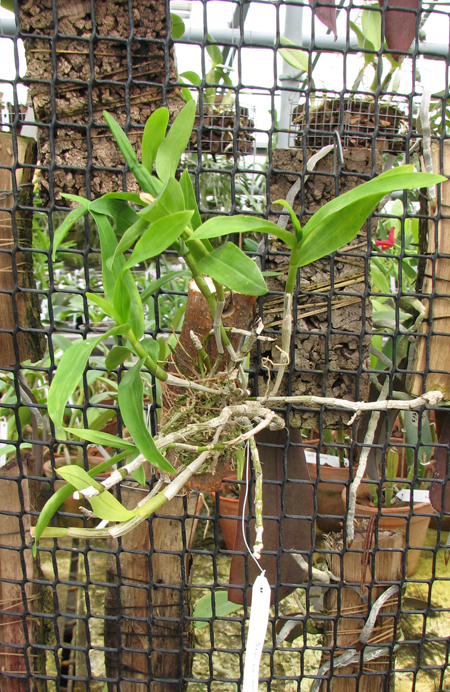 Dendrobium unicum.jpg