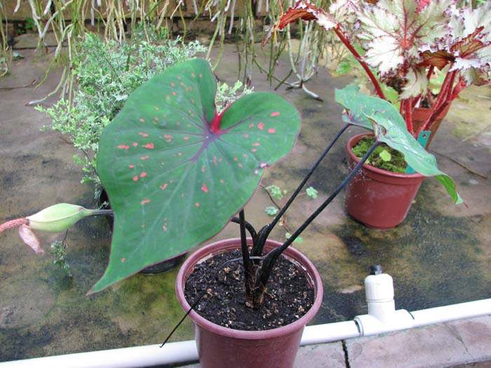 Caladium.jpg