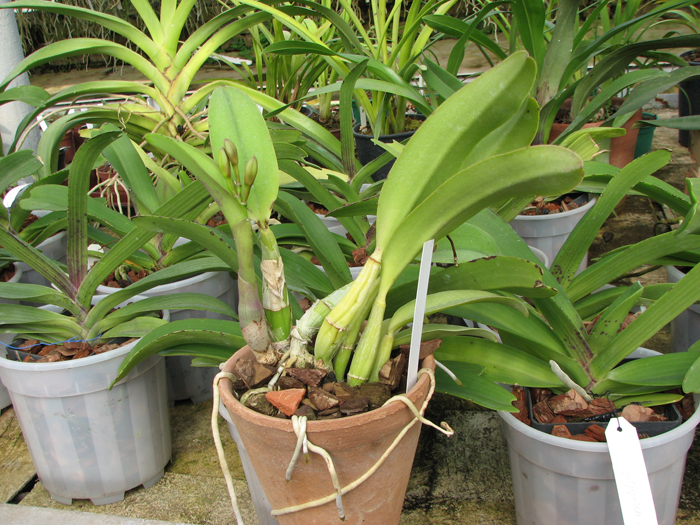 Laeliocattleya (Orglade's Glow-Love Knot) 'Hsinying'.jpg