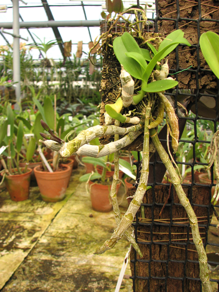 Dendrobium lituiflorum.jpg