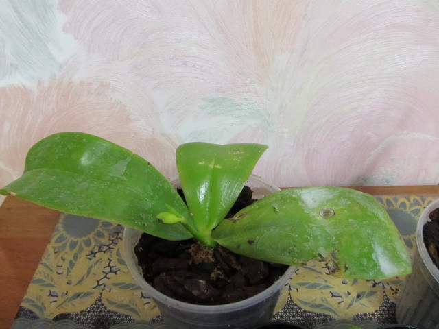 После посадки в кору и мох