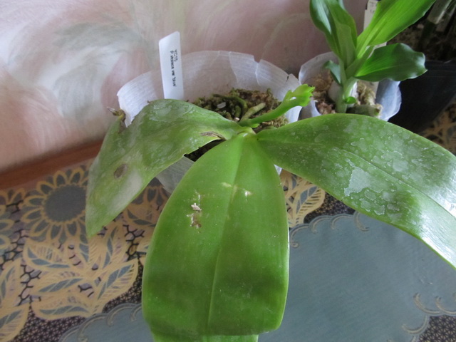 Получила посаженным в мох, есть цветонос