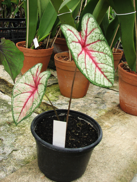 Caladium x hortulanum 'White Queen'.jpg