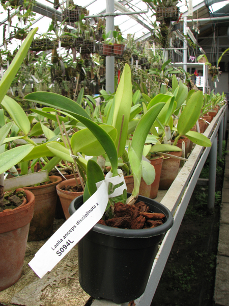 Laelia anceps disciplinata.jpg