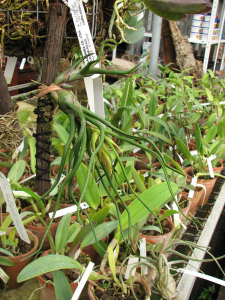 Tillandsia bulbosa.jpg