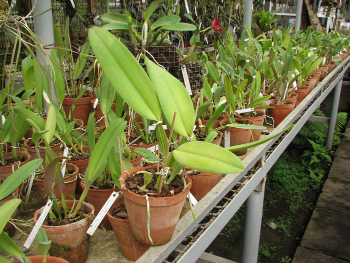 Cattleya warneri concolor 'HI' x Cattleya warneri venosa suave.jpg