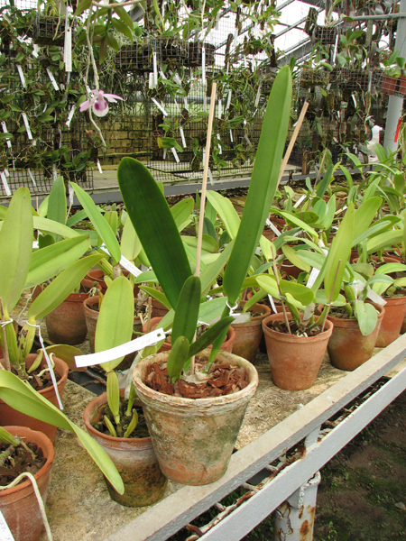Laelia purpurata striata (Orla branca 'Cheida' x 'Bela Vista').jpg