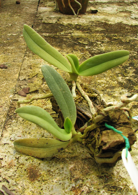 Amesiella monticola.jpg