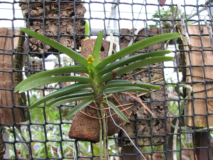 Ascocentrum miniatum.jpg