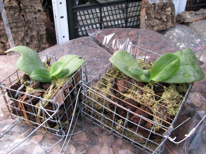 Phalaenopsis Auspice Knight 'Malayan'.jpg