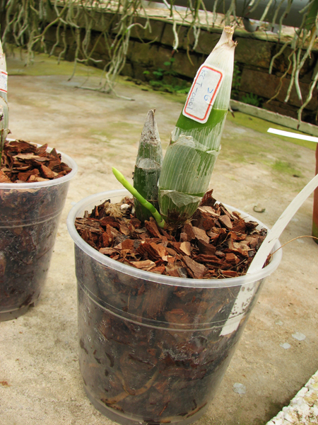 Catasetum pileatum 'Oro Verde'.jpg