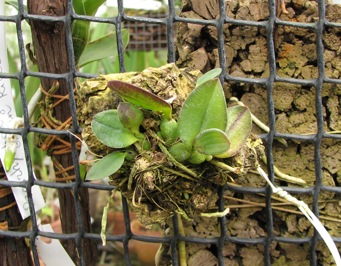 Sophronitis coccinea.jpg