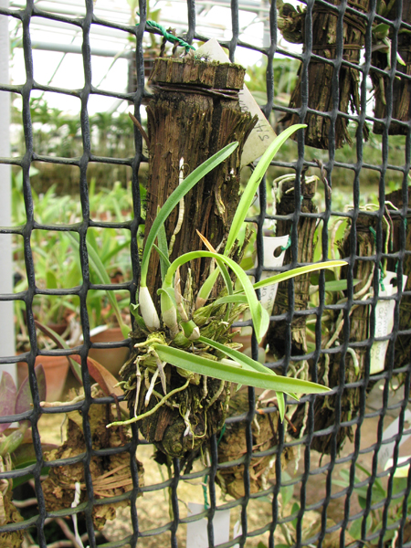 Sophronitis violacea.jpg