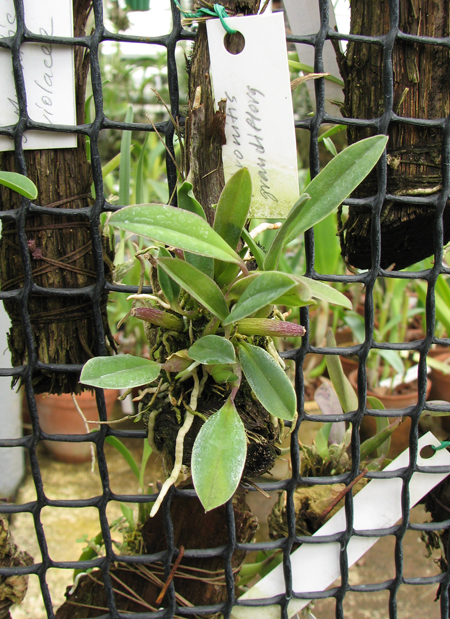 Sophronitis grandiflora.jpg