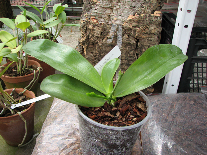 Phalaenopsis violacea 'Borneo'.jpg