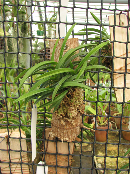 Neofinetia falcata.jpg