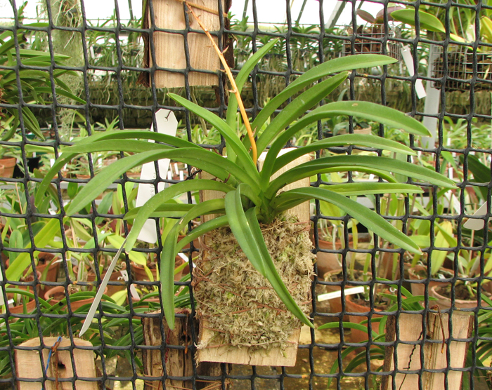 Neofinetia falcata x Rhynchostylis coelestis blue.jpg