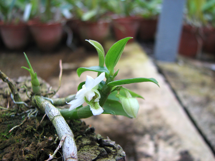 Dendrobium oligophyllum.jpg