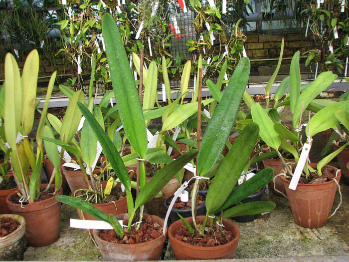 Laelia purpurata (trilabelo x Striata orla bca 'Cheida').jpg