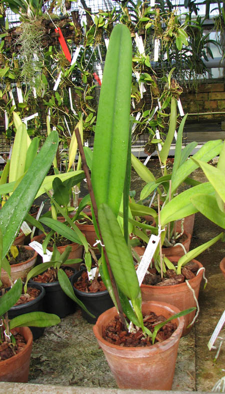 Laelia purpurata (venosa x trilabelo).jpg