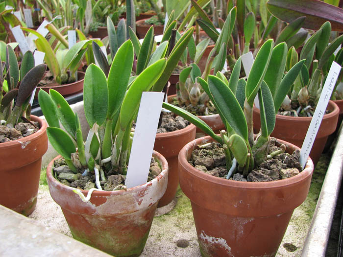 Laelia lucasiana.jpg