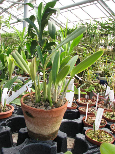 Laelia mantiqueirae.jpg