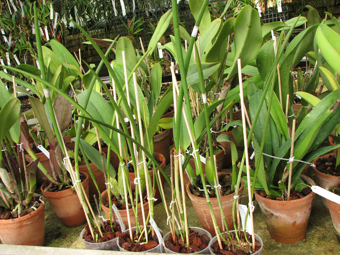 Laelia purpurata x Brassavola cucullata.jpg