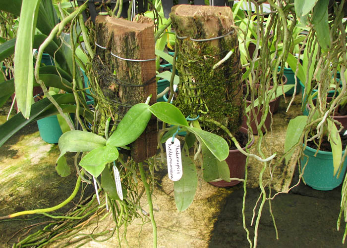 Phalaenopsis lueddemanniana.jpg