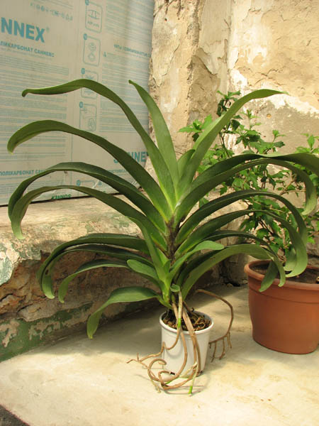 Angraecum Veitchii.jpg