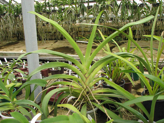 Angraecum eburneum.jpg