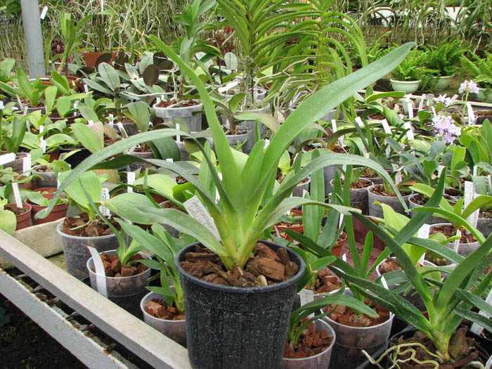Angraecum longicalcar x sesquipedale.jpg