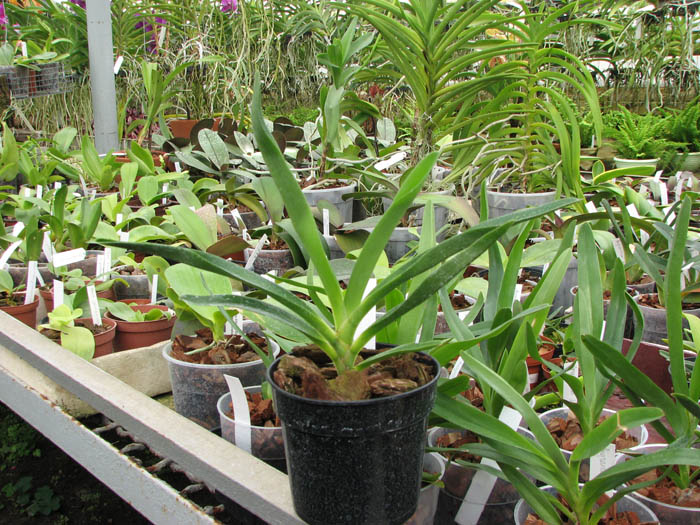 Angraecum Lady Lisa 'Rosemary' x sesquipedale.jpg