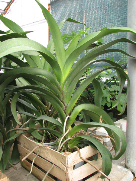 Angraecum Veitchii.jpg