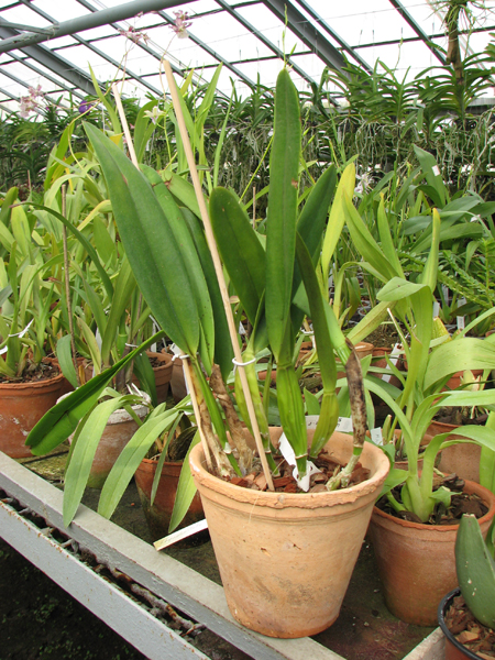 Laelia lobata tipo.jpg