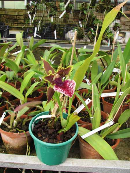 Zygopetalum Rhein Harlequin 'Cappuccino'.jpg