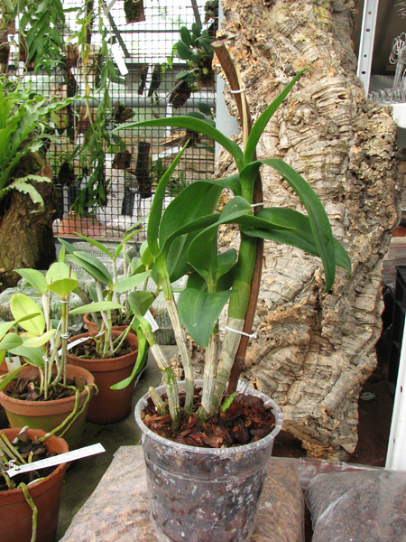 Dendrobium Rainbow Fantasy.jpg