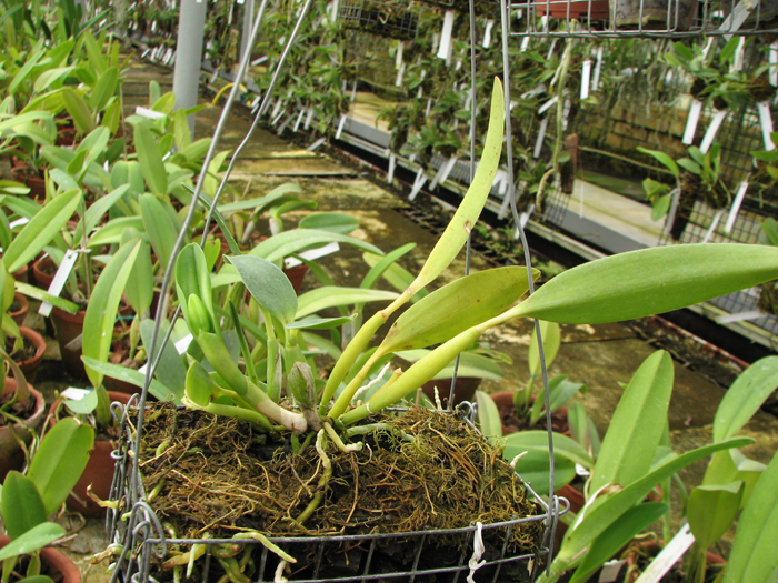 Sophrolaeliocattleya Pink Doll 'Garnet Sea'.jpg
