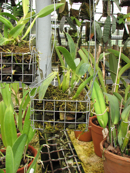 Sophrolaeliocattleya Fire Lighter 'Janet'.jpg