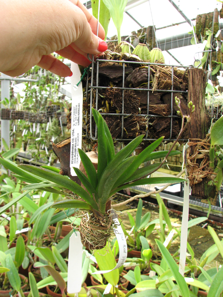 Oncidium (Tolumnia) Red Spot Maliwan.jpg