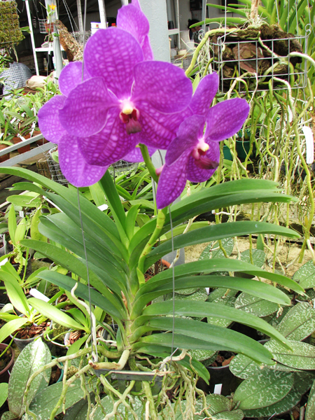 Vanda Somsri Pink x Vanda Golamcos Blue Magic.jpg