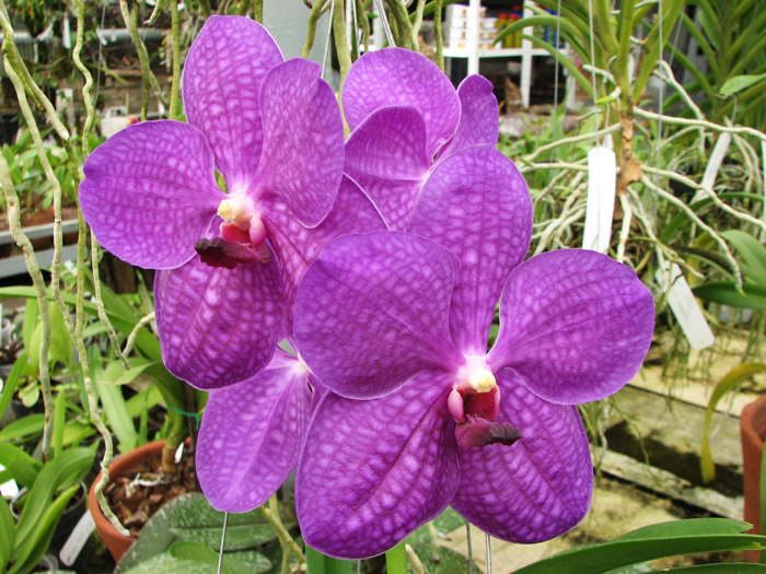Vanda Somsri Pink x Vanda Golamcos Blue Magic.jpg