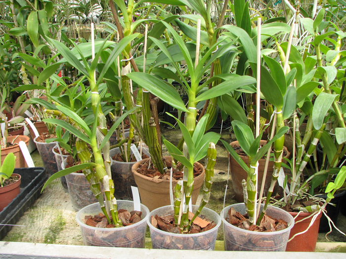 Dendrobium Oriental Smile 'Fantasy'.jpg