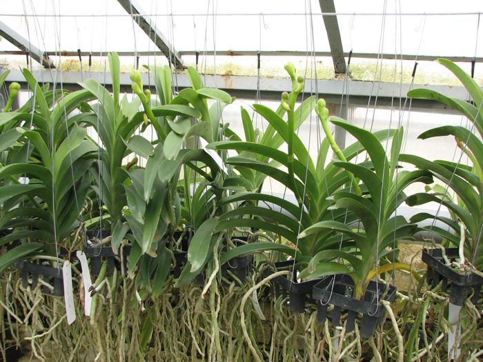 Vanda Tokyo Blue.jpg