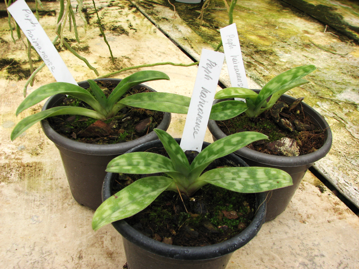 Paphiopedilum hainanense.jpg